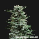 AK Skunk Automat (Kalashnikov Seeds) feminizowane