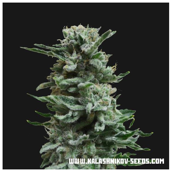 AK Skunk Automat (Kalashnikov Seeds) feminizowane