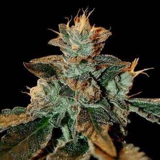 Cataract Kush (DNA Genetics) feminizowane