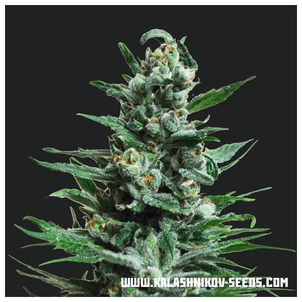 Moscow Blueberry Automat (Kalashnikov Seeds) feminizowane