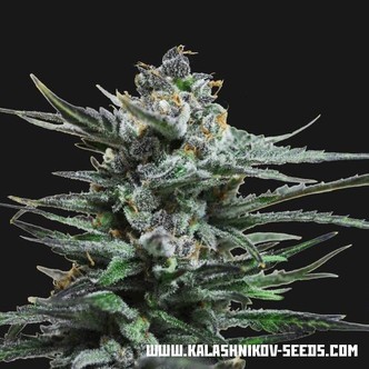 Acid Blue Automat (Kalashnikov Seeds) feminizowane