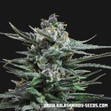 Acid Blue Automat (Kalashnikov Seeds) feminizowane