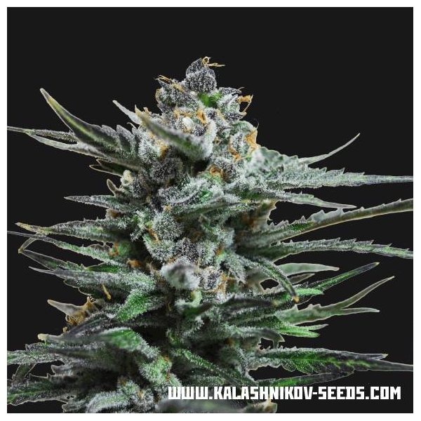 Acid Blue Automat (Kalashnikov Seeds) feminizowane