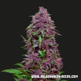 Purple Mazar Automat (Kalashnikov Seeds) feminizowane