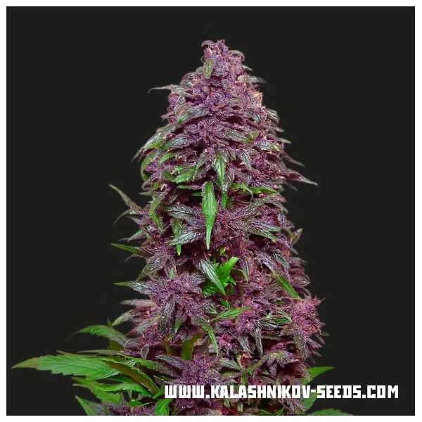 Purple Mazar Automat (Kalashnikov Seeds) feminizowane