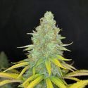 Choco Kush Automat (Amsterdam Genetics) feminizowane