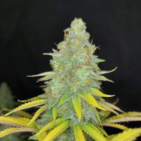 Choco Kush Automat (Amsterdam Genetics) feminizowane