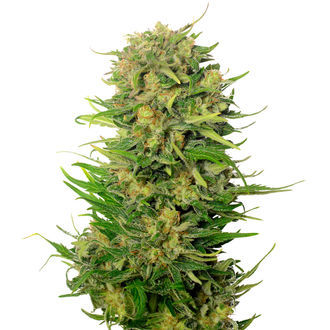 Choco Kush Automat (Amsterdam Genetics) feminizowane