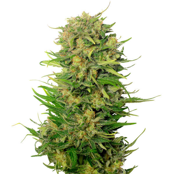 Choco Kush Automat (Amsterdam Genetics) feminizowane