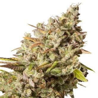Royal Gorilla (Royal Queen Seeds) feminizowane