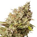 Royal Gorilla (Royal Queen Seeds) feminizowane