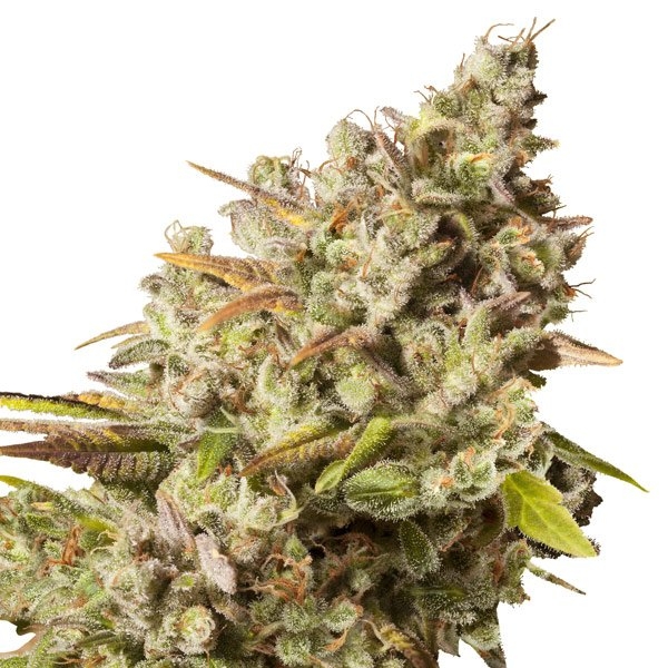 Royal Gorilla (Royal Queen Seeds) feminizowane