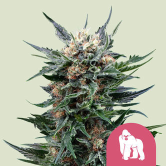 Royal Gorilla (Royal Queen Seeds) feminizowane