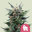 Royal Gorilla (Royal Queen Seeds) feminizowane