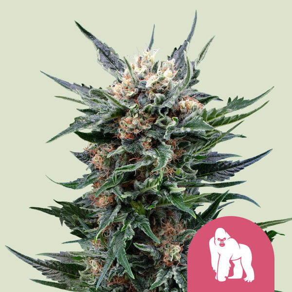 Royal Gorilla (Royal Queen Seeds) feminizowane