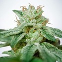 CBD Star (Ministry of Cannabis) feminizowane