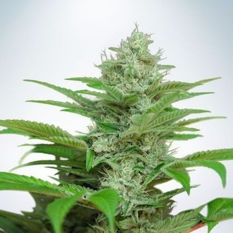 Auto CBD Star (Ministry of Cannabis) feminizowane