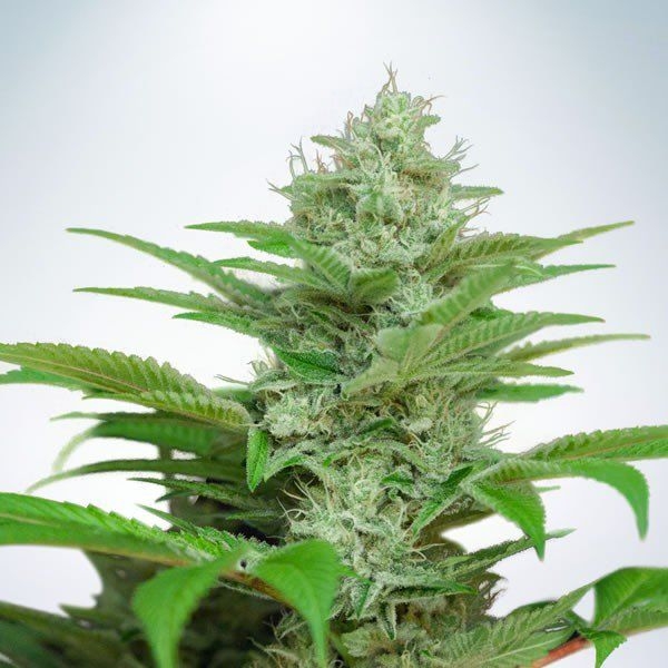 Auto CBD Star (Ministry of Cannabis) feminizowane