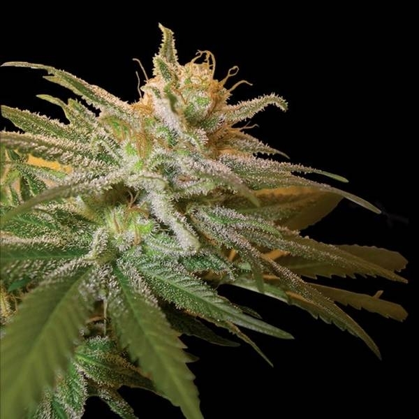 Kushberry (DNA Genetics) feminizowane