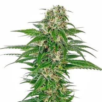 Early Skunk Automat (Sensi Seeds) feminizowane