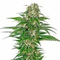 Early Skunk Automat (Sensi Seeds) feminizowane