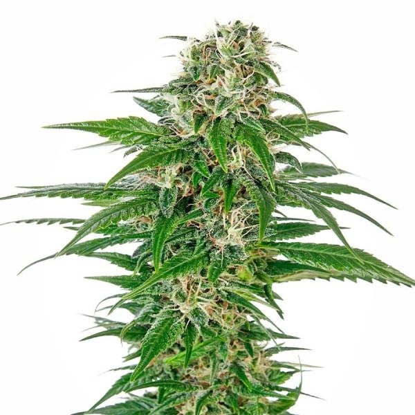 Early Skunk Automat (Sensi Seeds) feminizowane