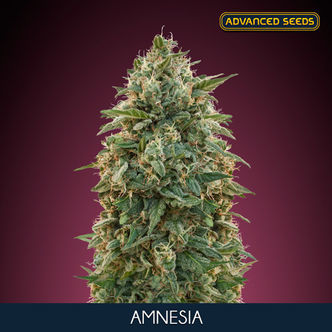 Amnesia (Advanced Seeds) feminizowane