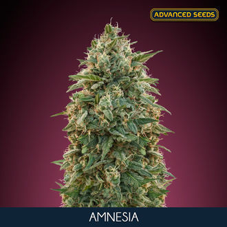 Amnesia (Advanced Seeds) feminizowane