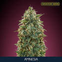 Amnesia (Advanced Seeds) feminizowane