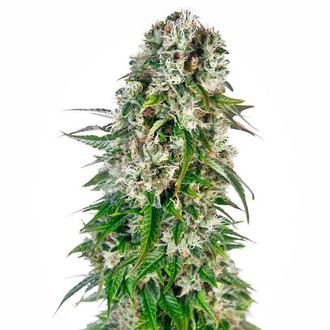 Big Bud Automat (Sensi Seeds) feminizowane