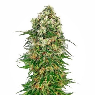 Shiva Skunk Automat (Sensi Seeds) feminizowane