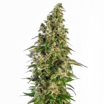Afghani 1 Automat (Sensi Seeds) feminizowane