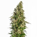 Afghani 1 Automat (Sensi Seeds) feminizowane