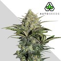 GG#4 Automat (Auto Seeds) feminizowane