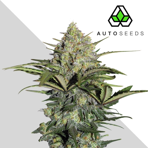 GG#4 Automat (Auto Seeds) feminizowane