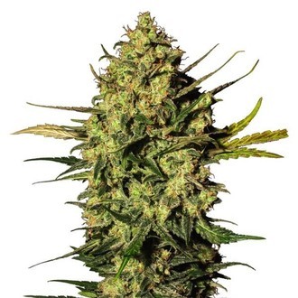 Master Kush Automat (White Label) Feminizowane
