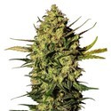 Master Kush Automat (White Label) Feminizowane