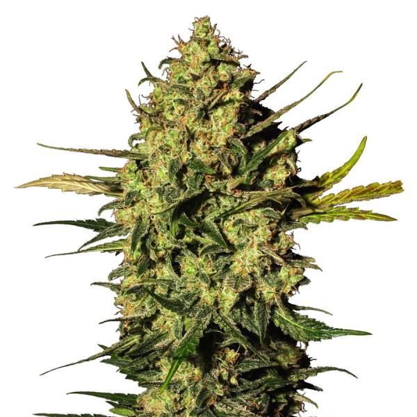 Master Kush Automat (White Label) Feminizowane