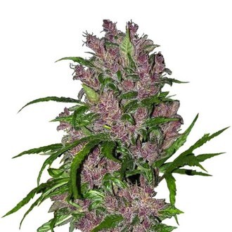 Purple Bud Automat (White Label) feminizowane