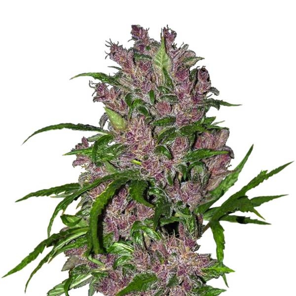 Purple Bud Automat (White Label) feminizowane