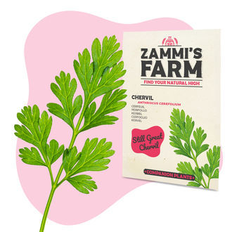 Pakiet Buddy Mix SCARE