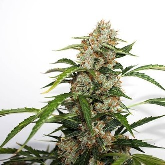 Auto Orange Bud (Dutch Passion) feminizowane