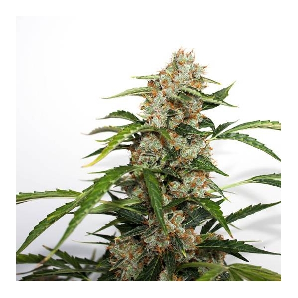Auto Orange Bud (Dutch Passion) feminizowane