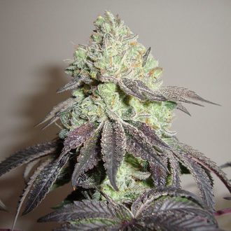 Girl Scout Cookies (Zamnesia Seeds) Feminizowane