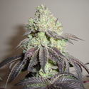 Girl Scout Cookies (Zamnesia Seeds) Feminizowane