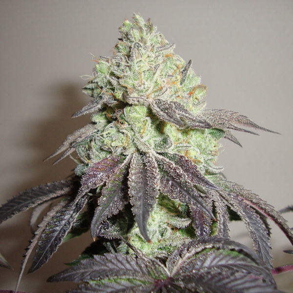 Girl Scout Cookies (Zamnesia Seeds) Feminizowane