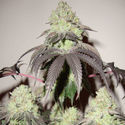 Girl Scout Cookies (Zamnesia Seeds) Feminizowane