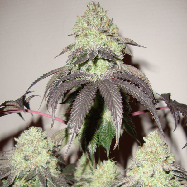 Girl Scout Cookies (Zamnesia Seeds) Feminizowane