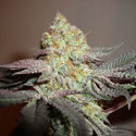 Girl Scout Cookies (Zamnesia Seeds) Feminizowane