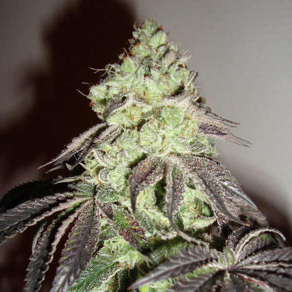 Girl Scout Cookies (Zamnesia Seeds) Feminizowane